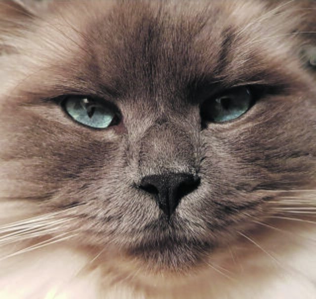 Magic Mr. Grey aus Egestorf | Foto: Stefanie Heerde