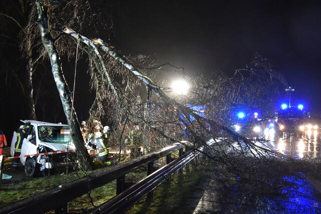 Die umgeknickte Birke krachte auf die Autobahn | Foto: Mathias Wille