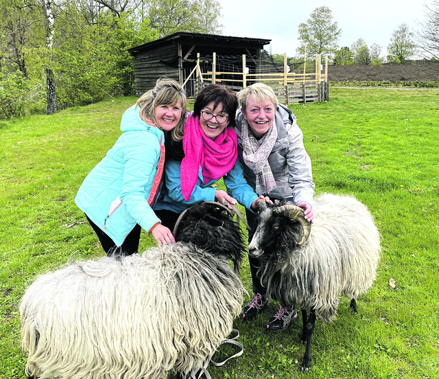 Auf einer ihrer Etappen während der Erwanderung des Heidschnuckenweges trafen Birgit Siewert (v. li.), Ines Presch und Daniela Weissensteiner in Hermannsburg auf die Heidschnucken "Heidi" und "Peter" | Foto: Siewert