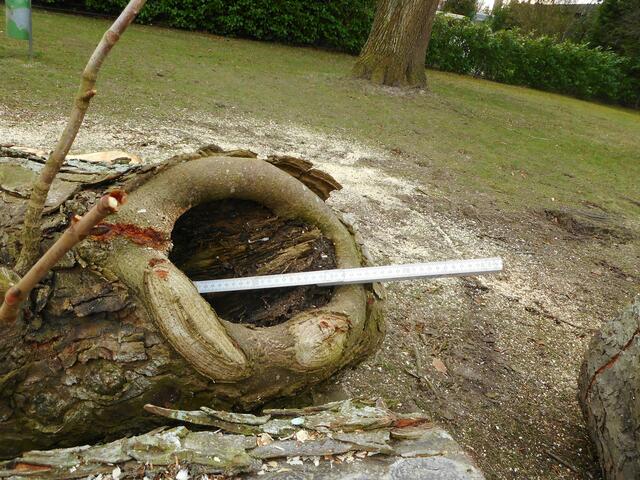 Das Foto zeigt: Die Äste in der Baumkrone waren hohl | Foto: Samtgemeinde Apensen
