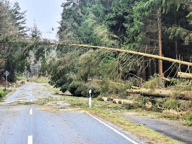 Ein Baum kippte auf den Lohbergenweg in Buchholz | Foto: Feuerwehr Buchholz