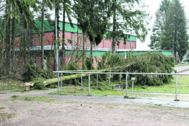 Einer der umgeknickten Bäume am Sportplatz in Welle | Foto: lm