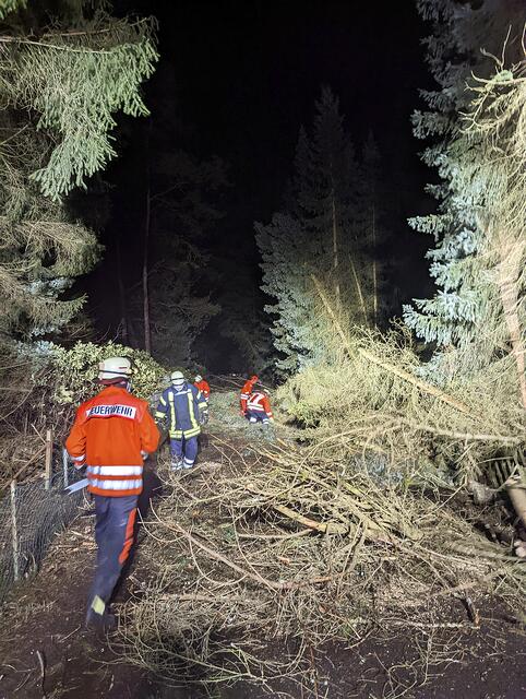 In Handeloh-Höckel waren mehrere Bäume umgestürzt  | Foto: Feuerwehr Welle