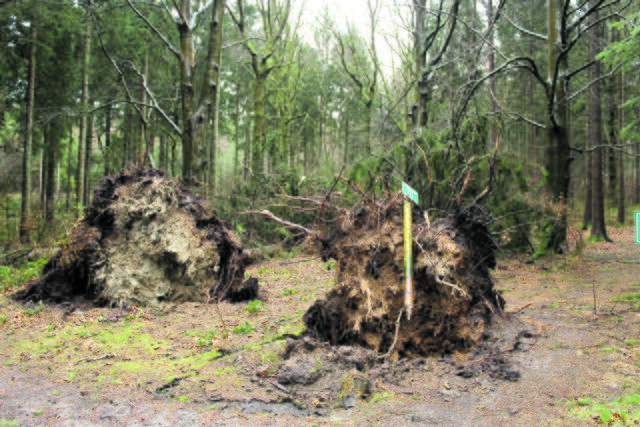 Umgestürzte Bäume am Parkplatz Bendestorfer Straße | Foto: lm