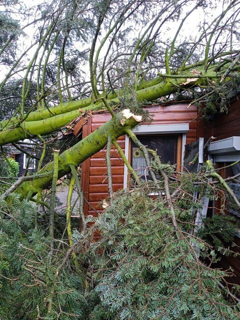 Als die Fichte auf das Holzhaus stürzte, blieben dessen Bewohner zum Glück unverletzt | Foto: Rainer Peters