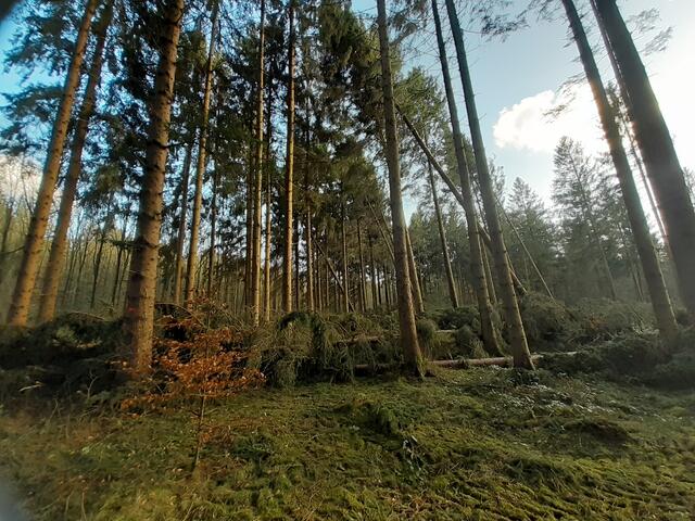 Auch im Klecker Wald hat der Orkan deutliche Spuren hinterlassen | Foto: os