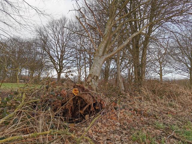 Auch in Eckel wütete der Sturm kräftig | Foto: as