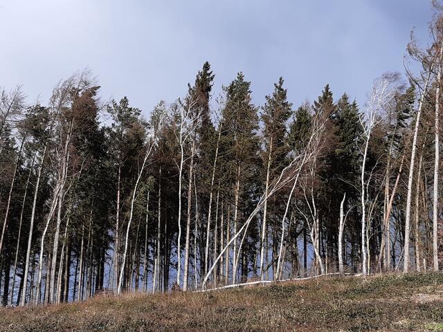 In Schräglage versetzte der Sturm diese Bäume bei Dibbersen | Foto: os