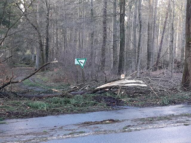 Noch eine Impression aus dem vom Orkan durchpusteten Klecker Wald | Foto: os