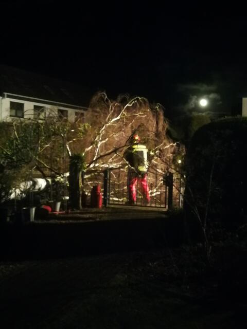 Die Birke von WOCHENBLATT-Leserin Gisela Heyden am Imkerweg in Buchholz stürzte beim Sturm am Freitagabend um | Foto: Gisela Heyden