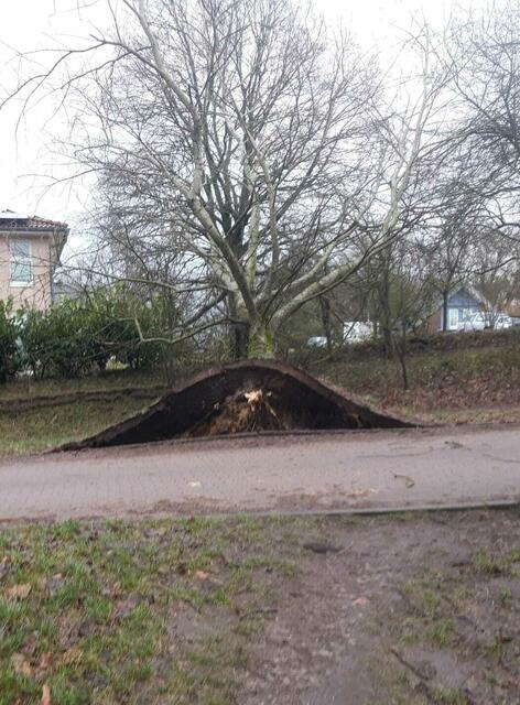 Auch in der Straße Heidbarg in Ashausen war ein Baum machtlos gegen den Orkan | Foto: Susanne Wendel