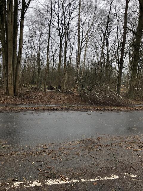 Sturmschneise im Wäldchen Bremer Straße / B75 in Buchholz | Foto: cbh