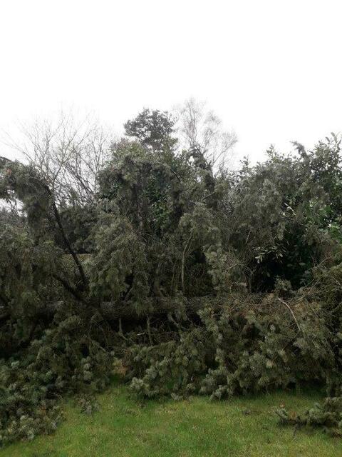Im Nachbargarten von Reiner Fehse in Winsen-Borstel kippte dieser rund 14 Meter hohe Baum um | Foto: Fehse