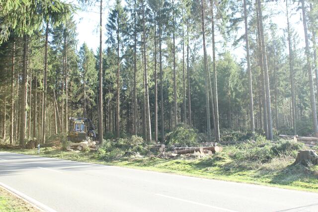 Mit einer großen Maschine ging es den gefährdeten Stämmen an den Kragen  | Foto: lm 