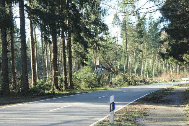 Die Bendestorfer Straße musste zeitweise gesperrt werden, während die Bäume gefällt wurden  | Foto: lm 