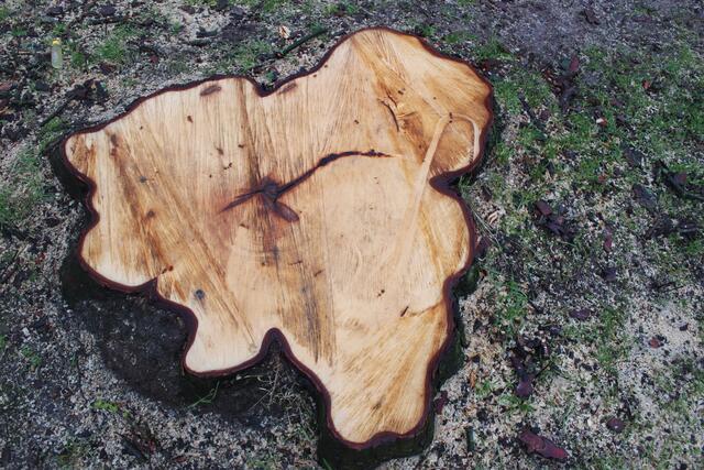 Von der alten Kastanie ist nur noch ein Baumstumpf ist übrig geblieben | Foto: wd