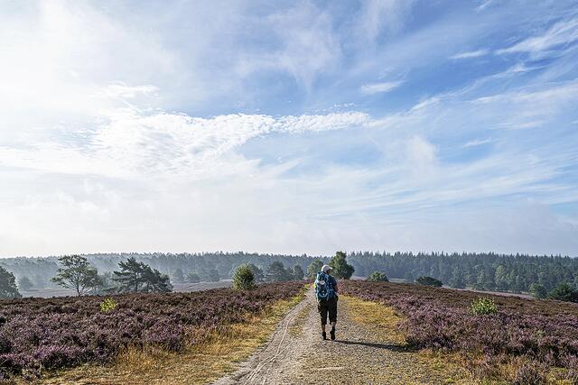 Die Heide ist ein beliebtes Ausflugsziel. Besucher übernachten gerne in Buchholz, um Ausflüge zu unternehmen Foto: Foto Kettwig | Foto: Foto Kettwig / Buchholz