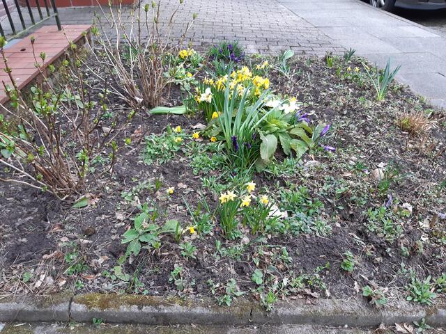 Abends waren die Blumen von der Schneehaube befreit
