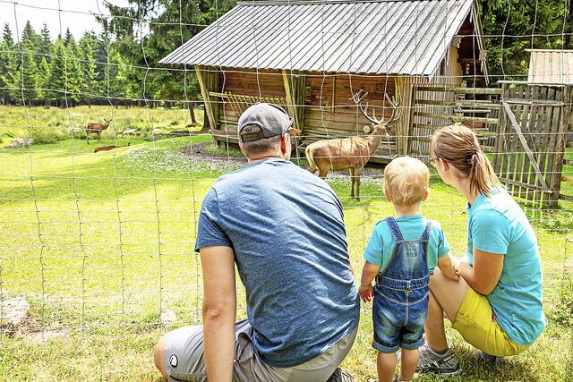 An Gehegen kann die ganze Familie entspannt heimische Tiere,
wie das Rotwild, beobachten | Foto: djd/Zweckverband Steinwald-Allianz