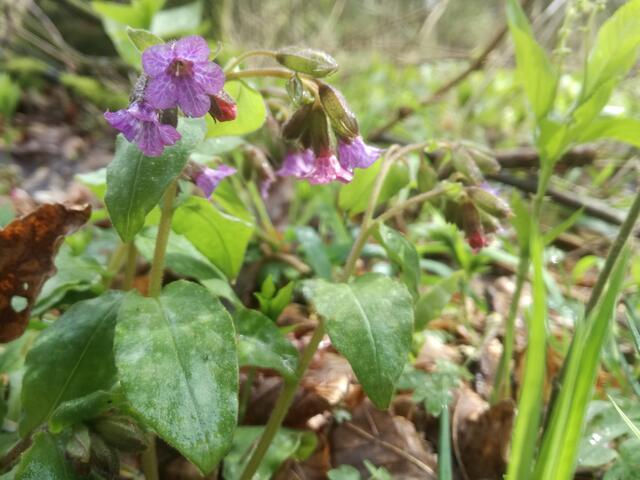 Blühendes Lungenkraut (Pulmonaria obscura) im Braken | Foto: Hannah Kohlhagen, ÖNSOR