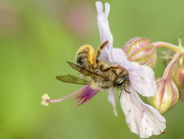 Die Biene ist das Logo der Landfrauen und steht für Tatkraft, Selbstverständnis, Gemeinsinn und Verantwortungsbewusstsein 
 | Foto: toom/shutterstock