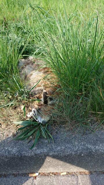 Über den toten Fuchs ist längt Gras gewachsen