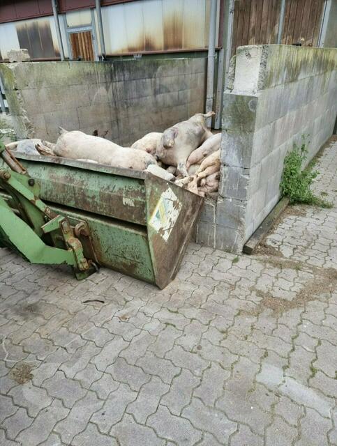 Auf diesem Kadaverhaufen zappelte noch ein lebendes Schwein Fotos: Soko Tierschutz