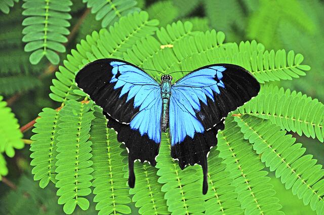 Ein Australischer Mountain Blue Schwalbenschwanz | Foto: Alaris Schmetterlingspark Buchholz