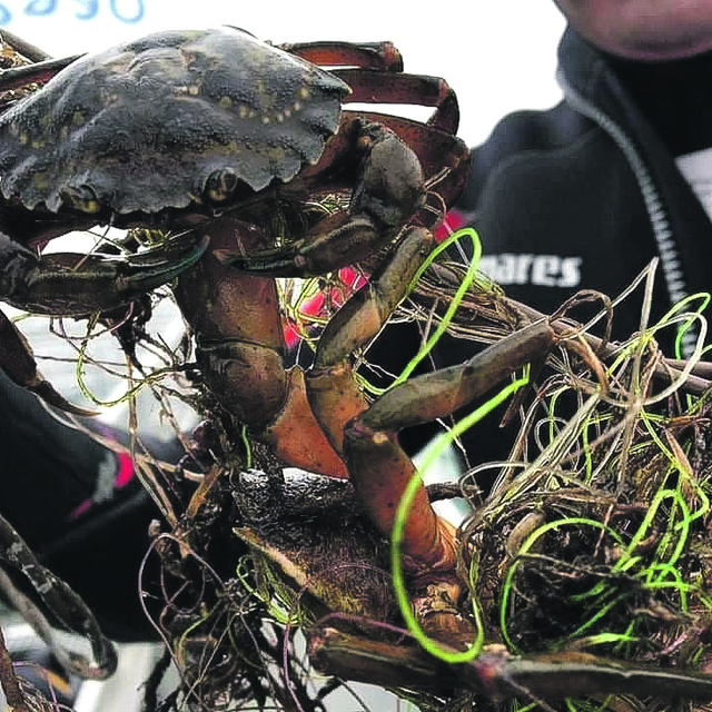 Nicht nur Fische, auch Krebse verheddern sich in den Geisternetzen | Foto: OEOO