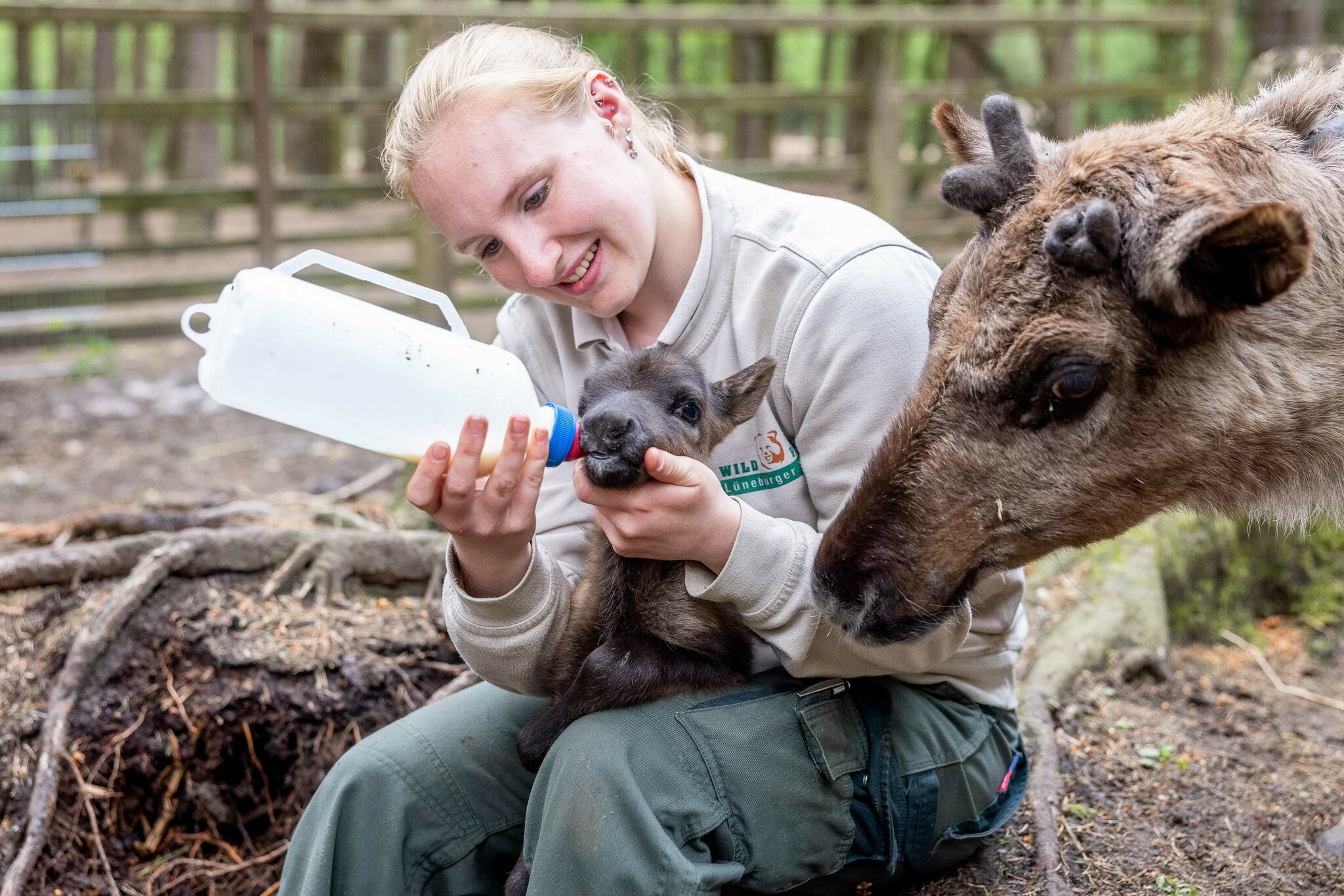 wildpark-l-neburger-heide-in-nindorf-tierpfleger-haben-rentier-mit-der