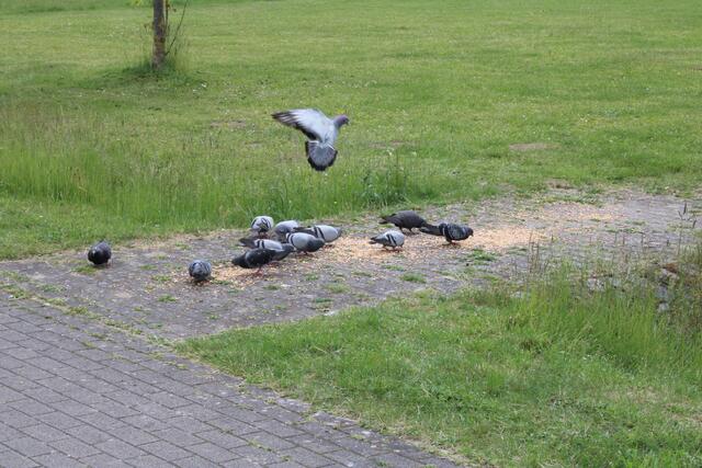 Die Tauben werden derzeit auch vor der Nordheidehalle gezielt gefüttert