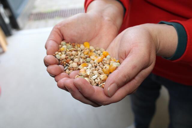 Das ist artgerechtes Futter: Mais, Erbsen, Weizen und Sonnenblumenkerne