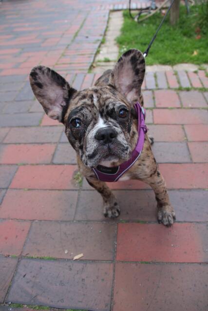 Auch Hunde waren unterwegs: Gerta ist mit ihrer Familie aus der Ukraine geflohen und lebt derzeit in Sauensiek | Foto: tk