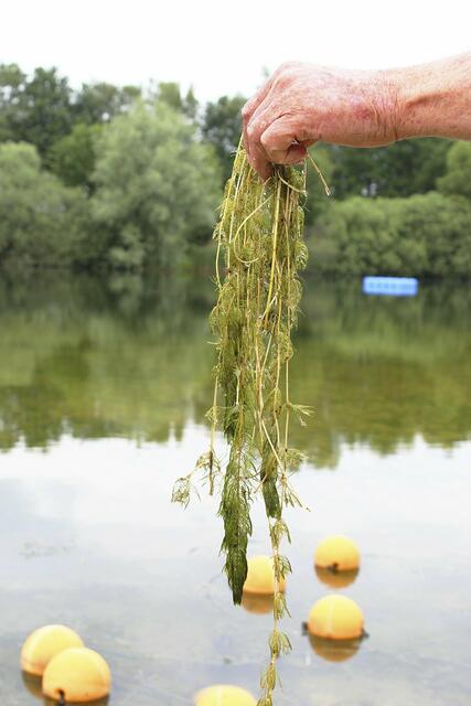 Die Algen reichen vom Boden des Sees bis an die Oberfläche | Foto: sb