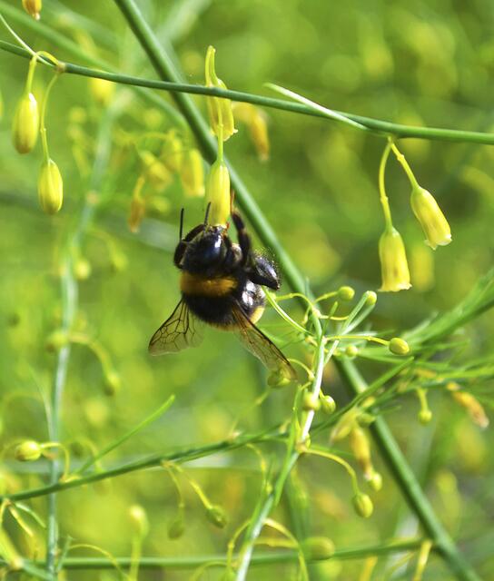 Die Wildbienen fliegen auf den Nektar der Spargelpflanzen | Foto: bim