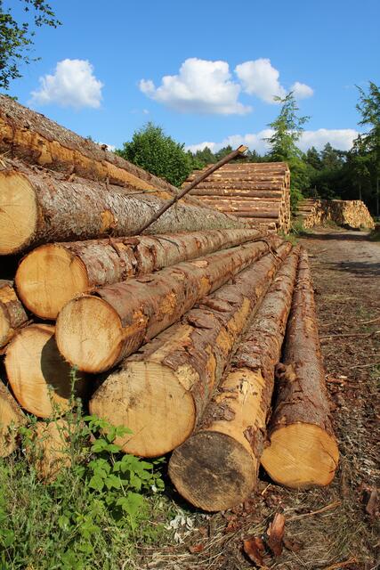 Beschädigte Fichten und Kiefern sind besonders anfällig für den Borkenkäfer | Foto: pm