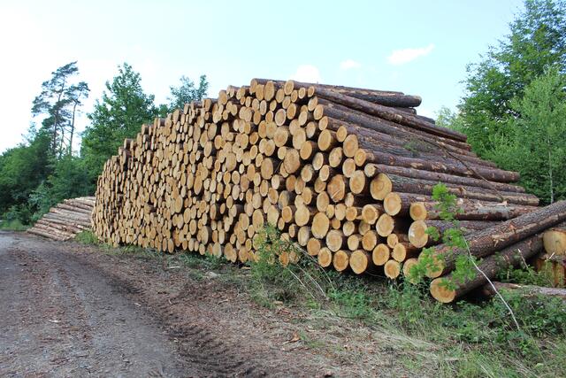 Die gerodeten Bäume müssen schnell verarbeitet werden, sonst droht eine Plage durch den Borkenkäfer | Foto: pm