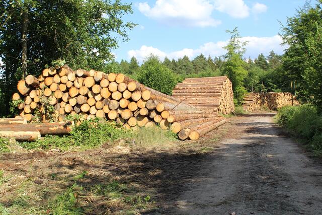 Die gerodeten Bäume müssen schnell verarbeitet werden, sonst droht eine Plage durch den Borkenkäfer | Foto: pm