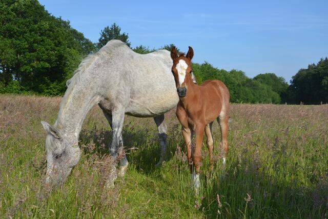 Zusammen mit ihrer Mutter Fantasia genießt das Ponyfohlen Fia die Weide  | Foto: sc