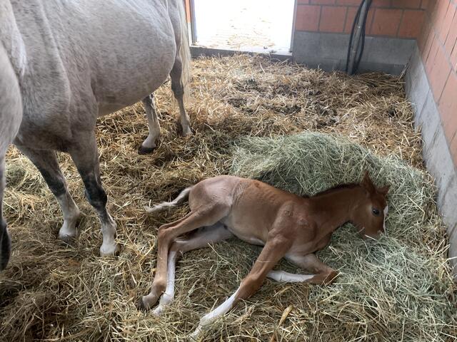 Müde vom Tag und dem Spielen auf der Weide legt sich Fia ins Heu zum Schlafen | Foto: sc