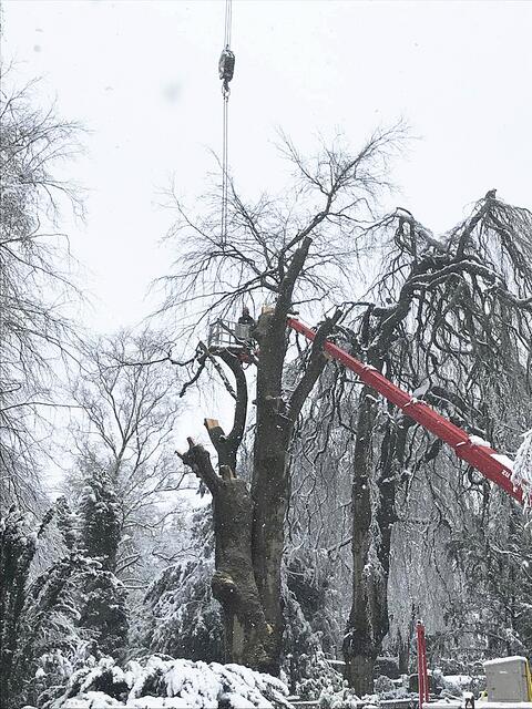 Fällarbeiten der von einem Baumpilz befallenen Buche auf dem Horstfriedhof | Foto: Der Stubbenfresser