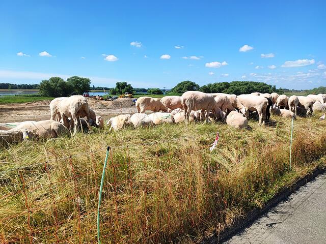 5 - Kein seltener Anblick: grasende Schafe auf dem Elbdeich. Neben der Tatsache, dass die Tiere das Gras kurz halten, haben sie noch eine weitere wichtige Aufgabe.  Mit ihren Hufen treten sie die Erde fest, so dass der Deich bei Hochwasser besser standhalten kann. | Foto: thl