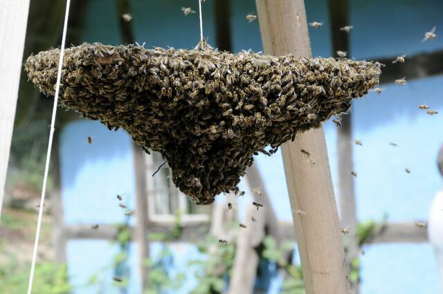 Bienen in Aktion beim Imkertag | Foto: FLMK