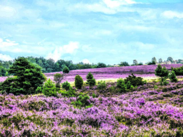 Der Wilseder Berg (Ziel 5) liegt inmitten des Naturschutzgebiets Lüneburger Heide und ist mit 169,2 Metern die höchste Erhebung | Foto: Silvia Richter