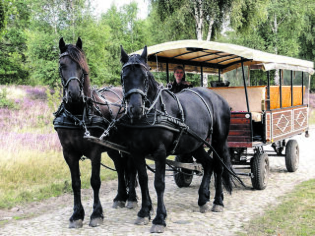Undeloh (Ziel 4) ist für viele der beliebteste Heide-Ausflugsort und mehrere Anbieter sind für Kutschfahrten vor Ort | Foto: Britta Alpers