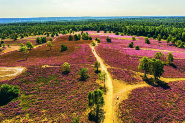 Der Brunsberg (Ziel 6) in der Ortschaft Sprötze ist mit 129 Metern die höchste Erhebung der Stadt Buchholz | Foto: Fotokettwig