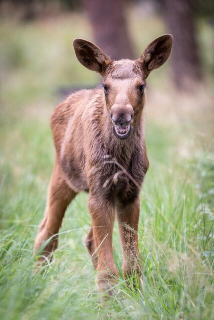 Süße Schnute: Elchbabys sehen immer so aus, als ob sie
lächeln würden | Foto: Wildpark/Thomas Ix