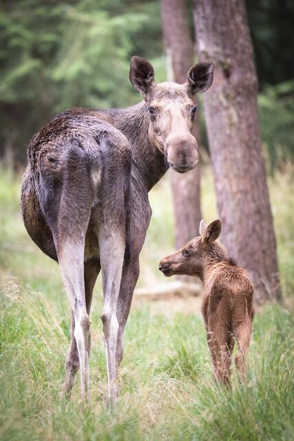 Mutter und Tochter: Elchdame Synne mit ihrem Nachwuchs Elke  | Foto: Wildpark/Thomas Ix