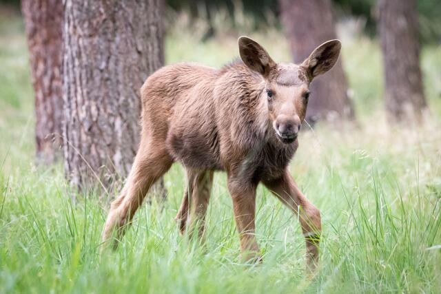 Elchnachwuchs Elke stapft durch das hohe Gras des großzügigen Elchgeheges im Wildpark | Foto: Wildpark/Thomas Ix