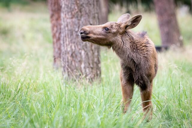 Elke reckt die lange Nase in die Luft. Für den Baby-Elch gibt
es jeden Tag etwas Neues zu entdecken | Foto: Wildpark/Thomas Ix